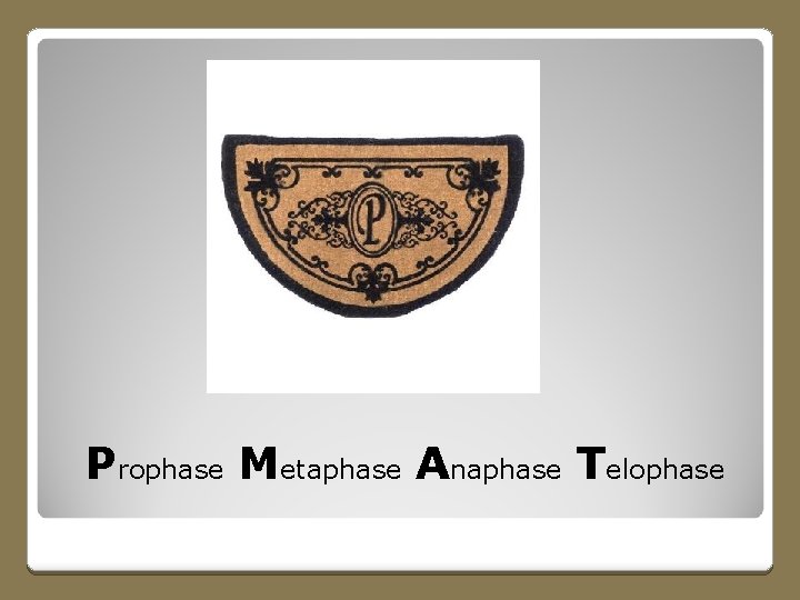 Prophase Metaphase Anaphase Telophase 