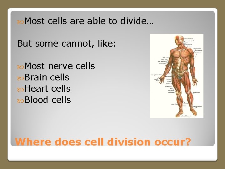  Most cells are able to divide… But some cannot, like: Most nerve cells