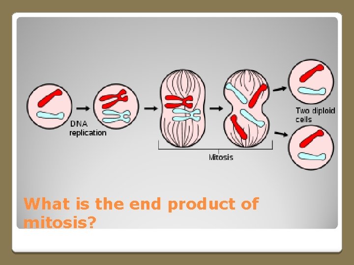 What is the end product of mitosis? 