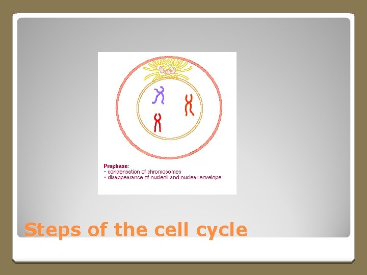 Steps of the cell cycle 