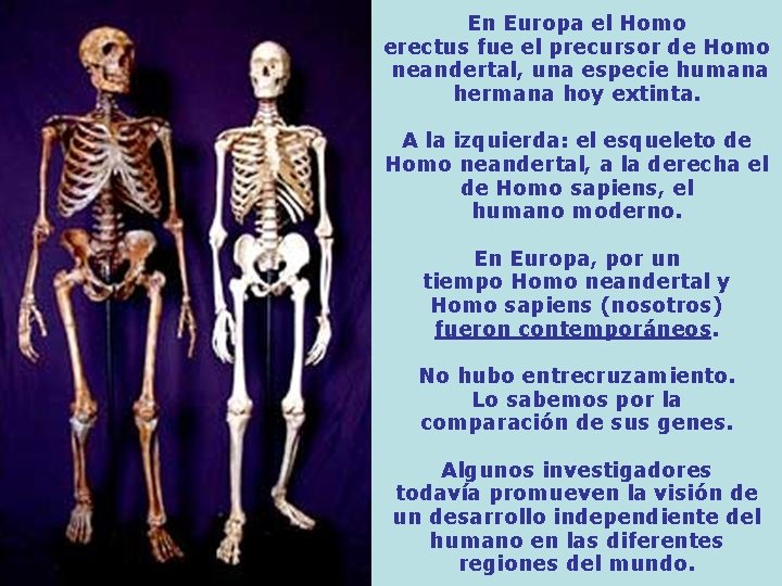 En Europa el Homo erectus fue el precursor de Homo neandertal, una especie humana