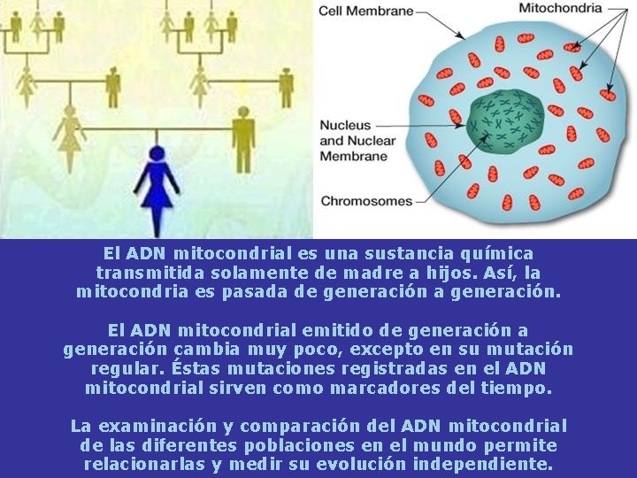 El ADN mitocondrial es una sustancia química transmitida solamente de madre a hijos. Así,