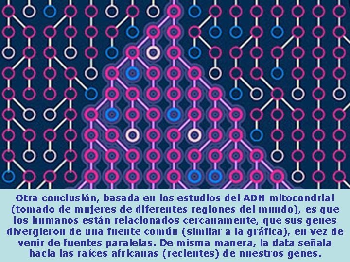 Otra conclusión, basada en los estudios del ADN mitocondrial (tomado de mujeres de diferentes