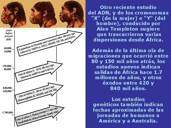 Otro reciente estudio del ADN, y de los cromosomas “X” (de la mujer) e