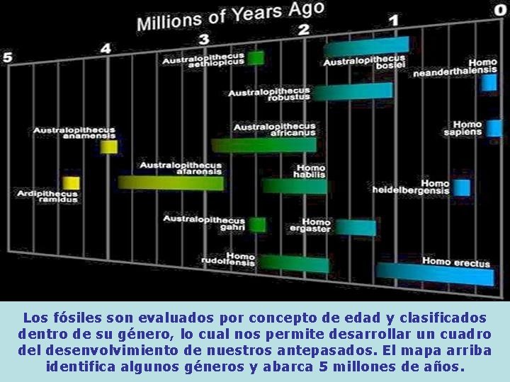 Los fósiles son evaluados por concepto de edad y clasificados dentro de su género,