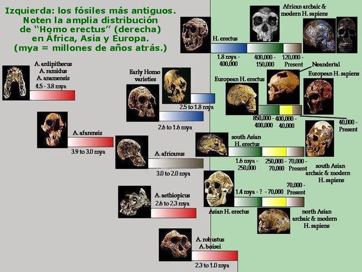 Izquierda: los fósiles más antiguos. Noten la amplia distribución de “Homo erectus” (derecha) en