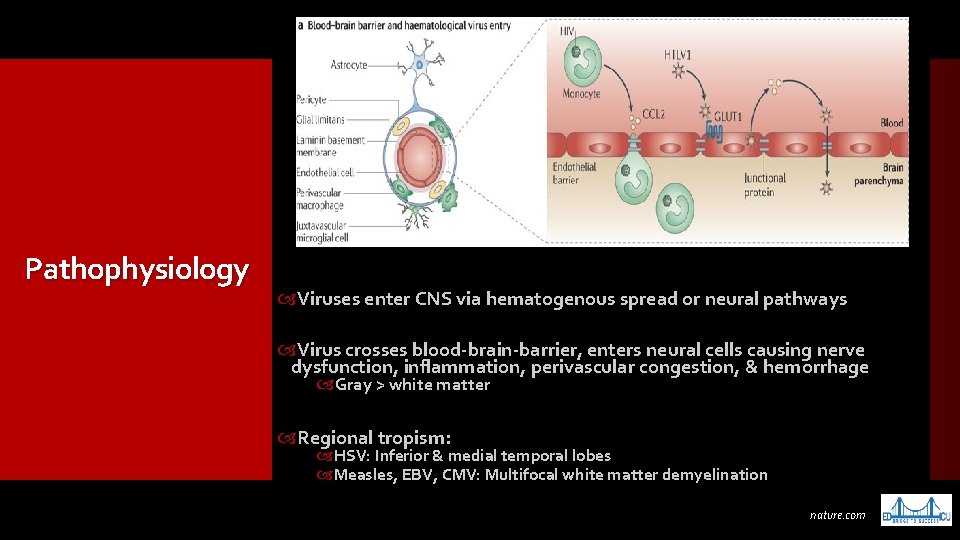 Pathophysiology Viruses enter CNS via hematogenous spread or neural pathways Virus crosses blood-brain-barrier, enters