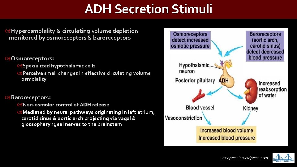 ADH Secretion Stimuli Hyperosmolality & circulating volume depletion monitored by osmoreceptors & baroreceptors Osmoreceptors: