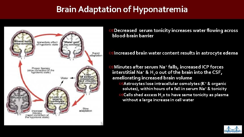 Brain Adaptation of Hyponatremia Decreased serum tonicity increases water flowing across blood-brain barrier Increased