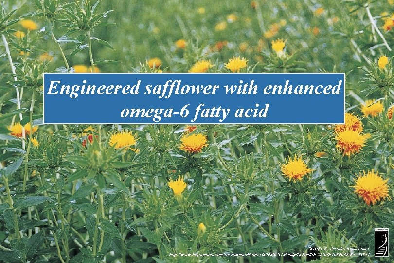 Engineered safflower with enhanced omega-6 fatty acid SOURCE: Arcadia Biosciences http: //www. bizjournals. com/sacramento/stories/2008/02/18/daily