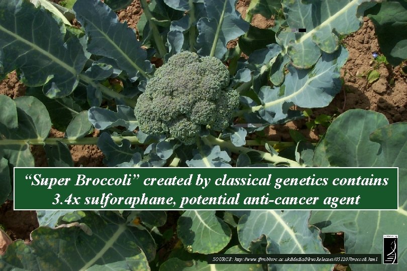 “Super Broccoli” created by classical genetics contains 3. 4 x sulforaphane, potential anti-cancer agent