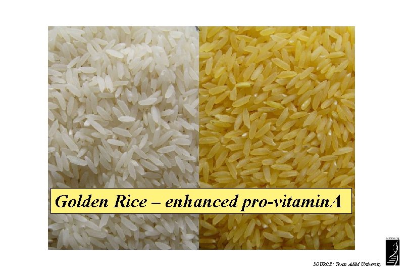 Golden Rice – enhanced pro-vitamin. A SOURCE: Texas A&M University 