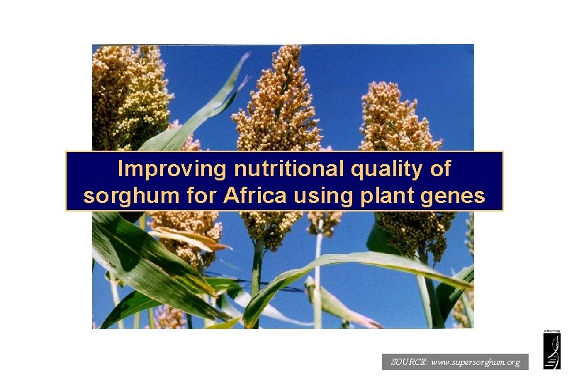Improving nutritional quality of sorghum for Africa using plant genes SOURCE: www. supersorghum. org
