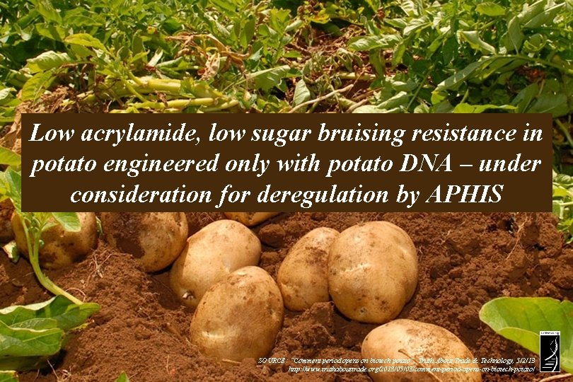 Low acrylamide, low sugar bruising resistance in potato engineered only with potato DNA –