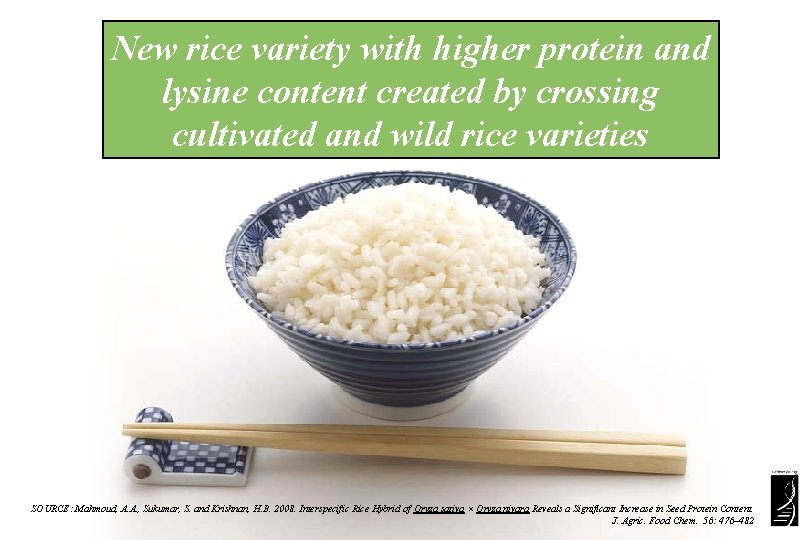 New rice variety with higher protein and lysine content created by crossing cultivated and