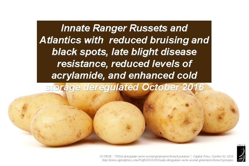 Innate Ranger Russets and Atlantics with reduced bruising and black spots, late blight disease