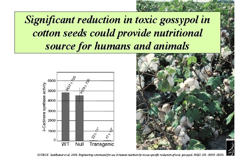 Significant reduction in toxic gossypol in cotton seeds could provide nutritional source for humans