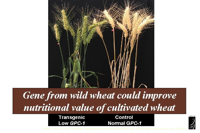 Gene from wild wheat could improve nutritional value of cultivated wheat SOURCE: Uauy et