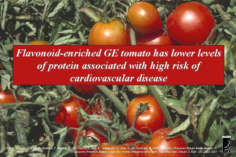 Flavonoid-enriched GE tomato has lower levels of protein associated with high risk of cardiovascular