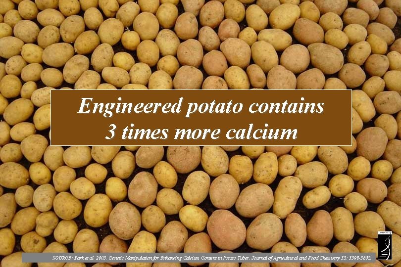 Engineered potato contains 3 times more calcium SOURCE: Park et al. 2005. Genetic Manipulation
