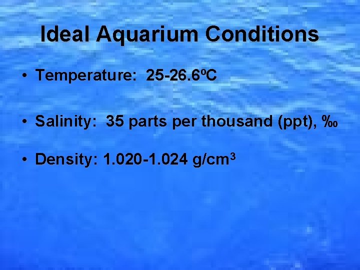 Ideal Aquarium Conditions • Temperature: 25 -26. 6ºC • Salinity: 35 parts per thousand