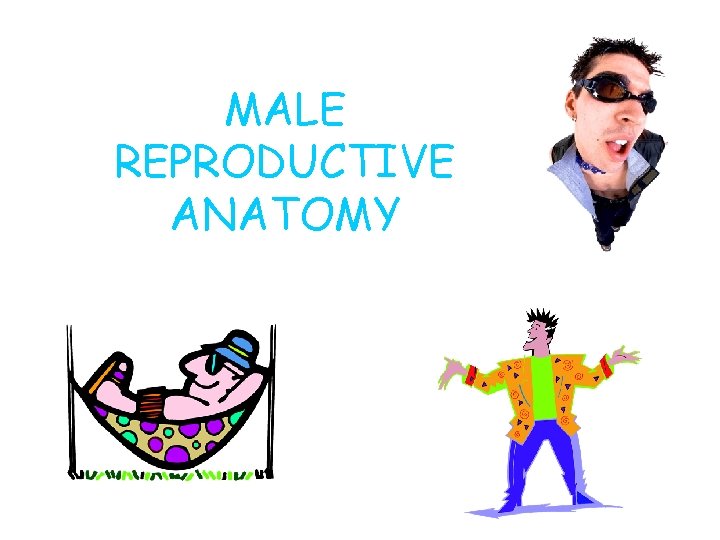 MALE REPRODUCTIVE ANATOMY 