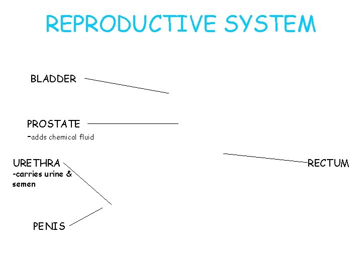 REPRODUCTIVE SYSTEM BLADDER PROSTATE -adds chemical fluid URETHRA -carries urine & semen PENIS RECTUM