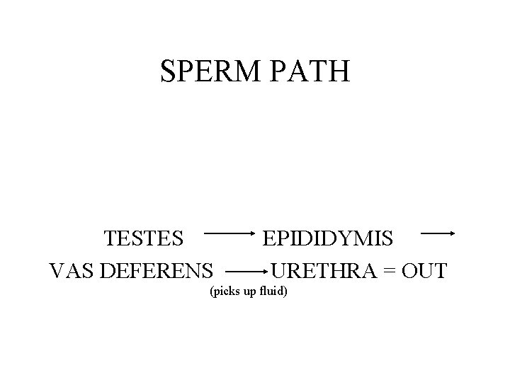 SPERM PATH TESTES VAS DEFERENS EPIDIDYMIS URETHRA = OUT (picks up fluid) 