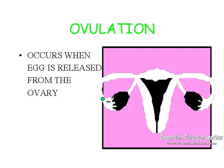 OVULATION • OCCURS WHEN EGG IS RELEASED FROM THE OVARY 