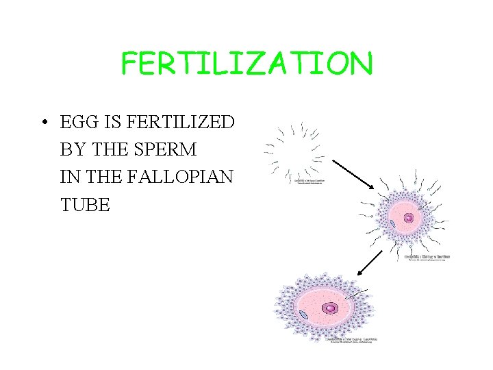 FERTILIZATION • EGG IS FERTILIZED BY THE SPERM IN THE FALLOPIAN TUBE 