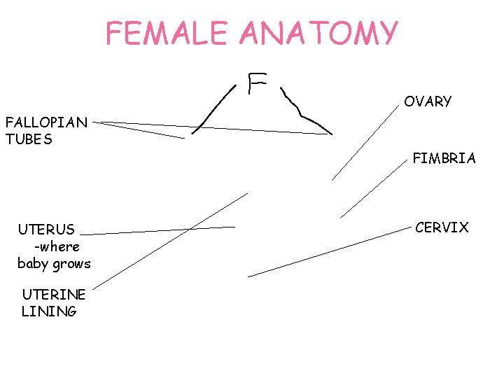 FEMALE ANATOMY OVARY FALLOPIAN TUBES UTERUS -where baby grows UTERINE LINING FIMBRIA CERVIX 