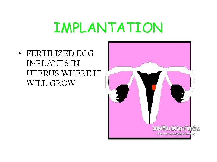 IMPLANTATION • FERTILIZED EGG IMPLANTS IN UTERUS WHERE IT WILL GROW 