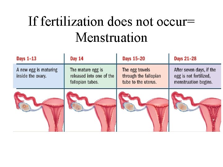 If fertilization does not occur= Menstruation 