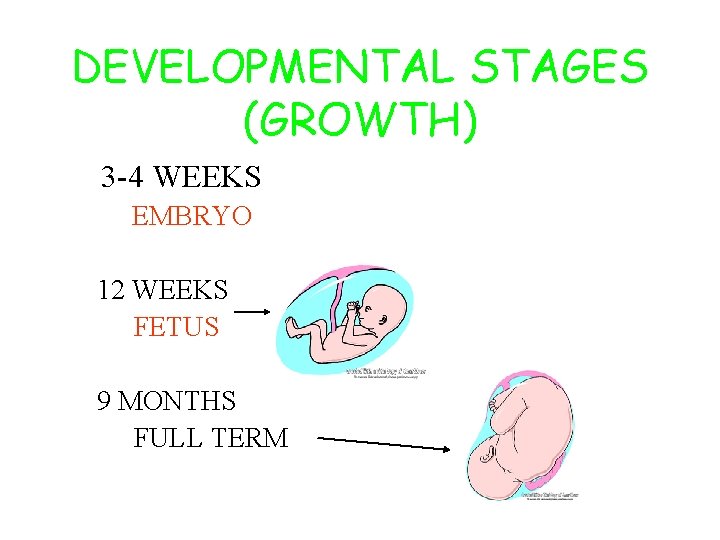 DEVELOPMENTAL STAGES (GROWTH) 3 -4 WEEKS EMBRYO 12 WEEKS FETUS 9 MONTHS FULL TERM