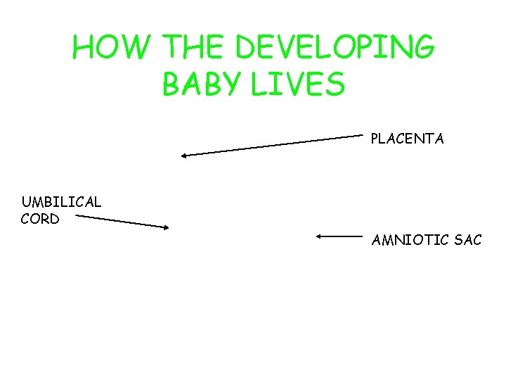 HOW THE DEVELOPING BABY LIVES PLACENTA UMBILICAL CORD AMNIOTIC SAC 