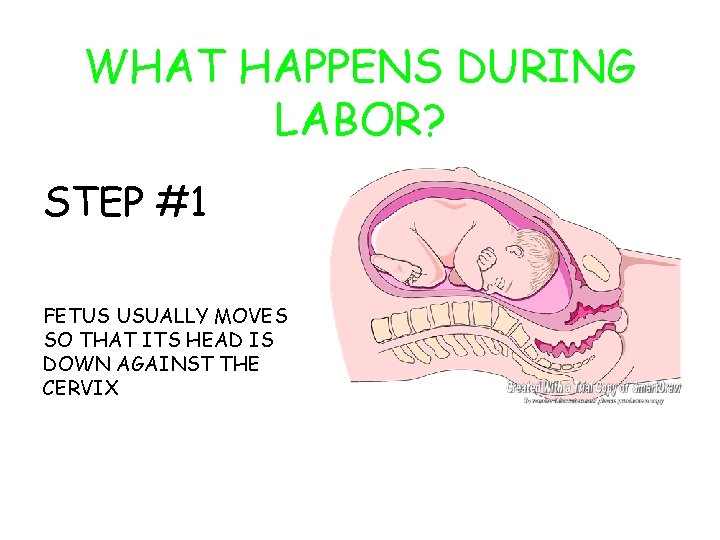 WHAT HAPPENS DURING LABOR? STEP #1 FETUS USUALLY MOVES SO THAT ITS HEAD IS