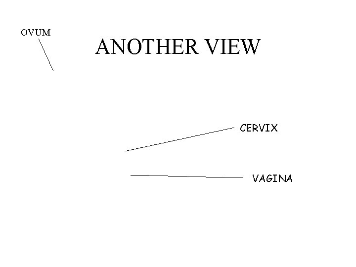 OVUM ANOTHER VIEW CERVIX VAGINA 