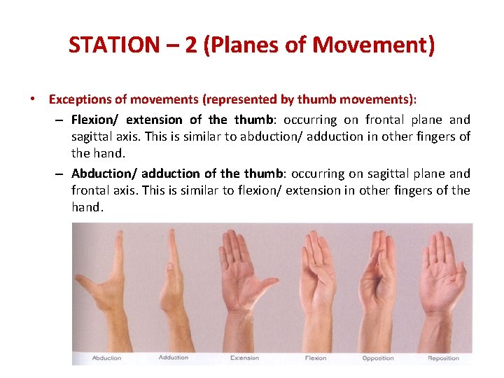 STATION – 2 (Planes of Movement) • Exceptions of movements (represented by thumb movements):