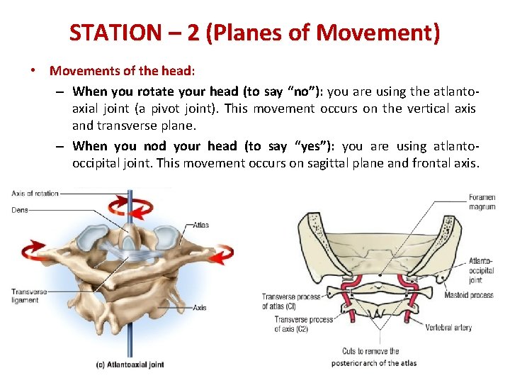 STATION – 2 (Planes of Movement) • Movements of the head: – When you