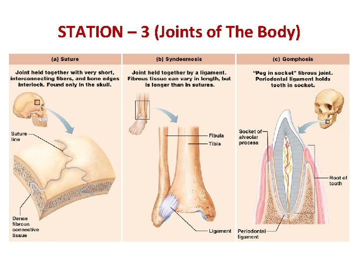 STATION – 3 (Joints of The Body) 