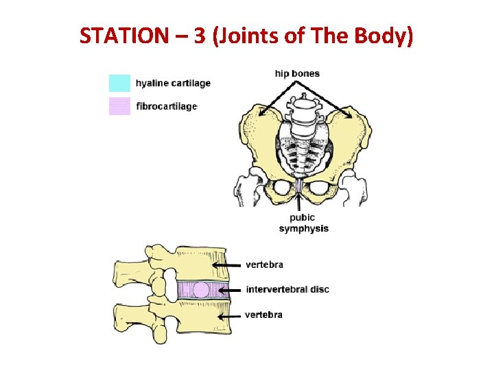 STATION – 3 (Joints of The Body) 