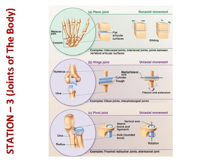 STATION – 3 (Joints of The Body) 