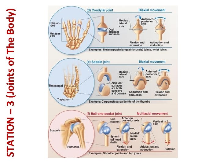 STATION – 3 (Joints of The Body) 