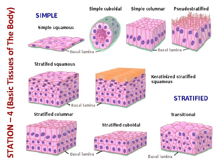 STATION – 4 (Basic Tissues of The Body) 