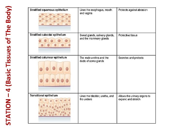 STATION – 4 (Basic Tissues of The Body) 