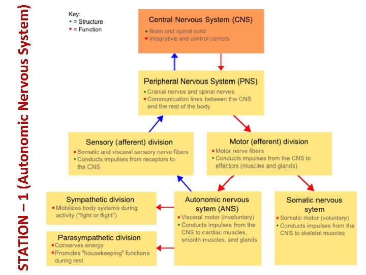 STATION – 1 (Autonomic Nervous System) 