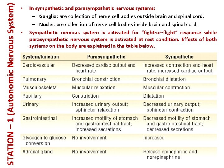 STATION – 1 (Autonomic Nervous System) • • In sympathetic and parasympathetic nervous systems: