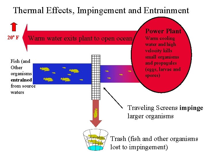 Thermal Effects, Impingement and Entrainment 20 o F Warm water exits plant to open