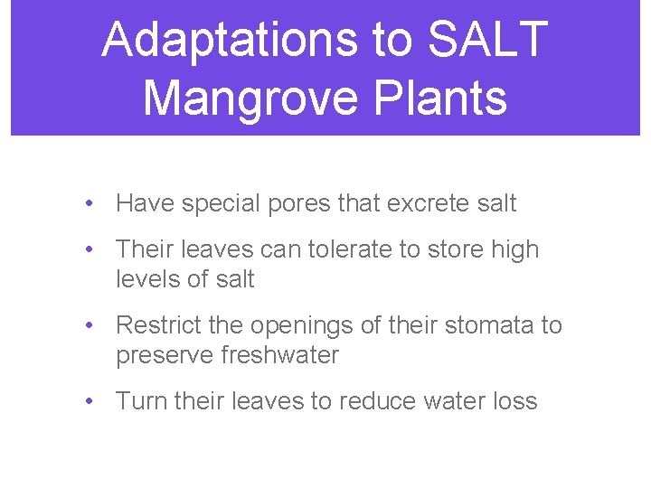 Adaptations to SALT Mangrove Plants • Have special pores that excrete salt • Their