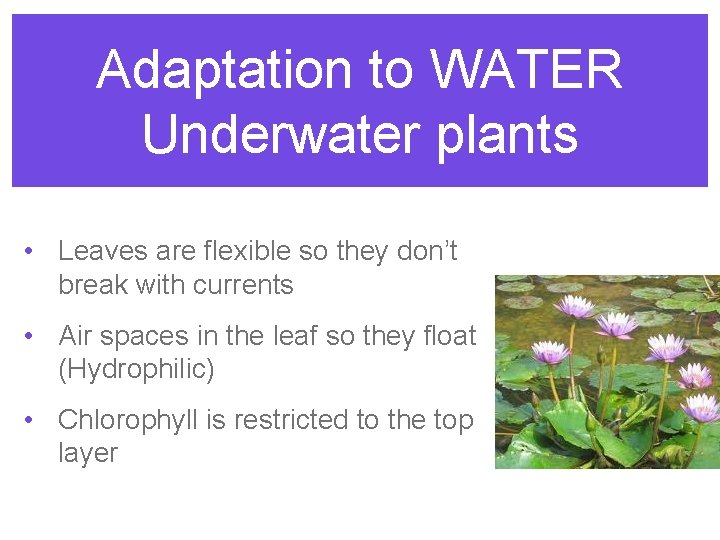 Adaptation to WATER Underwater plants • Leaves are flexible so they don’t break with